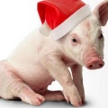 Vánoční edice lístků na PIG FEST a TECHNOMASTERS.